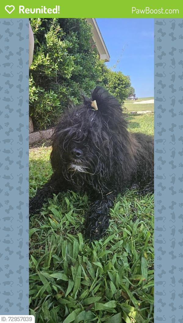 Reunited Female Dog last seen Kit Carson Trail, een, TX 76542, USA, Killeen, TX 76542