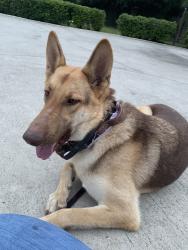 Reunited Female Dog last seen Near Acacia Lake Dr, Brownsville, TX 78521, USA, Brownsville, TX 78521