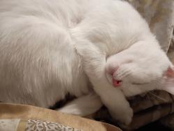 Lost Female Cat last seen Lake bend West Dr, San Antonio, TX 78244