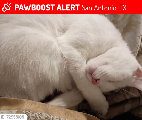 Lost Female Cat last seen Lake bend West Dr, San Antonio, TX 78244