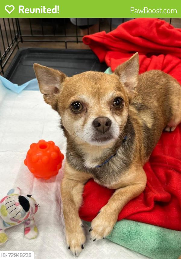 Reunited Male Dog last seen Chappell loop Road, Leland, NC 28451
