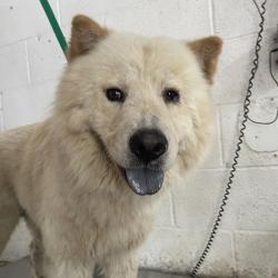 Shelter Stray Male Dog last seen , Edinburg, TX 78539