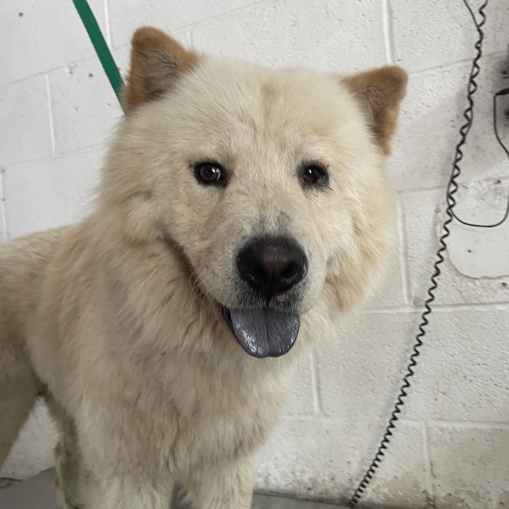 Shelter Stray Male Dog last seen , Edinburg, TX 78539