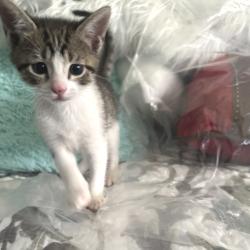 Shelter Stray Female Cat last seen , Memphis, TN 38133