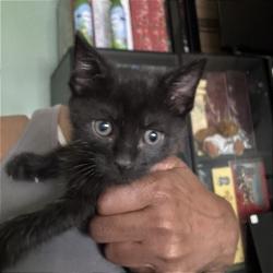 Shelter Stray Male Cat last seen , Memphis, TN 38133