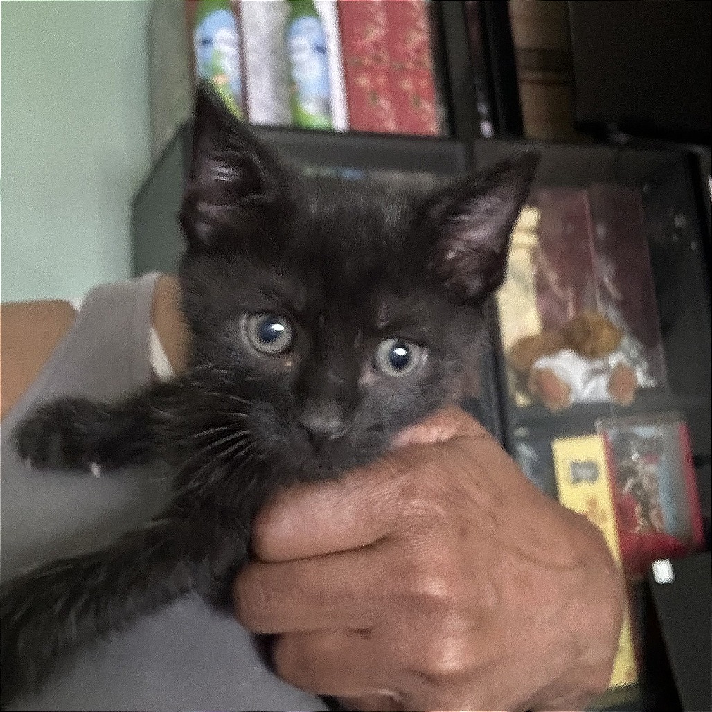Shelter Stray Male Cat last seen , Memphis, TN 38133