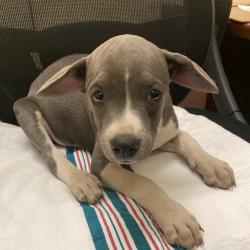Shelter Stray Male Dog last seen , Memphis, TN 38133