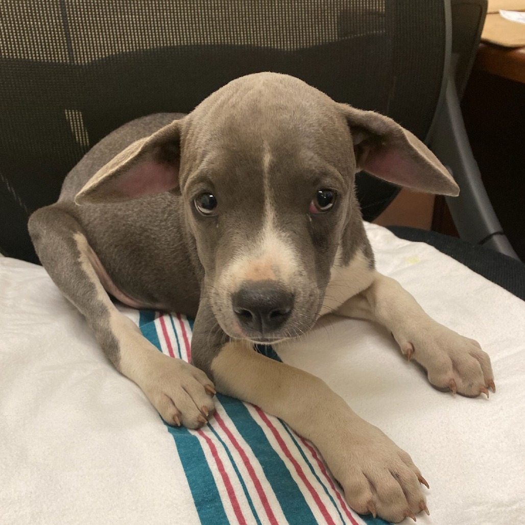 Shelter Stray Male Dog last seen , Memphis, TN 38133