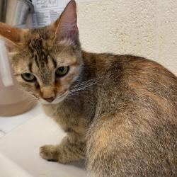 Shelter Stray Female Cat last seen , Memphis, TN 38133