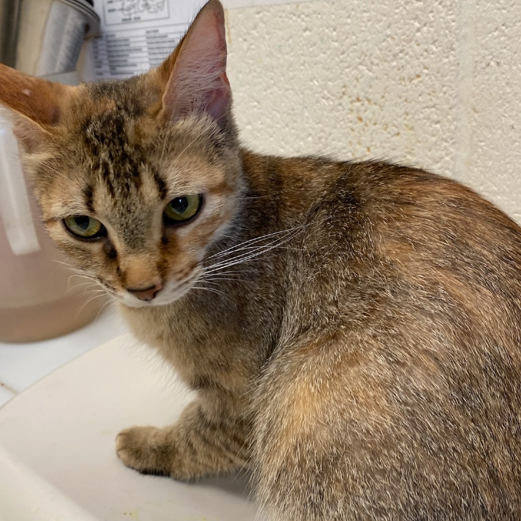 Shelter Stray Female Cat last seen , Memphis, TN 38133