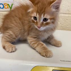 Shelter Stray Male Cat last seen , Memphis, TN 38133