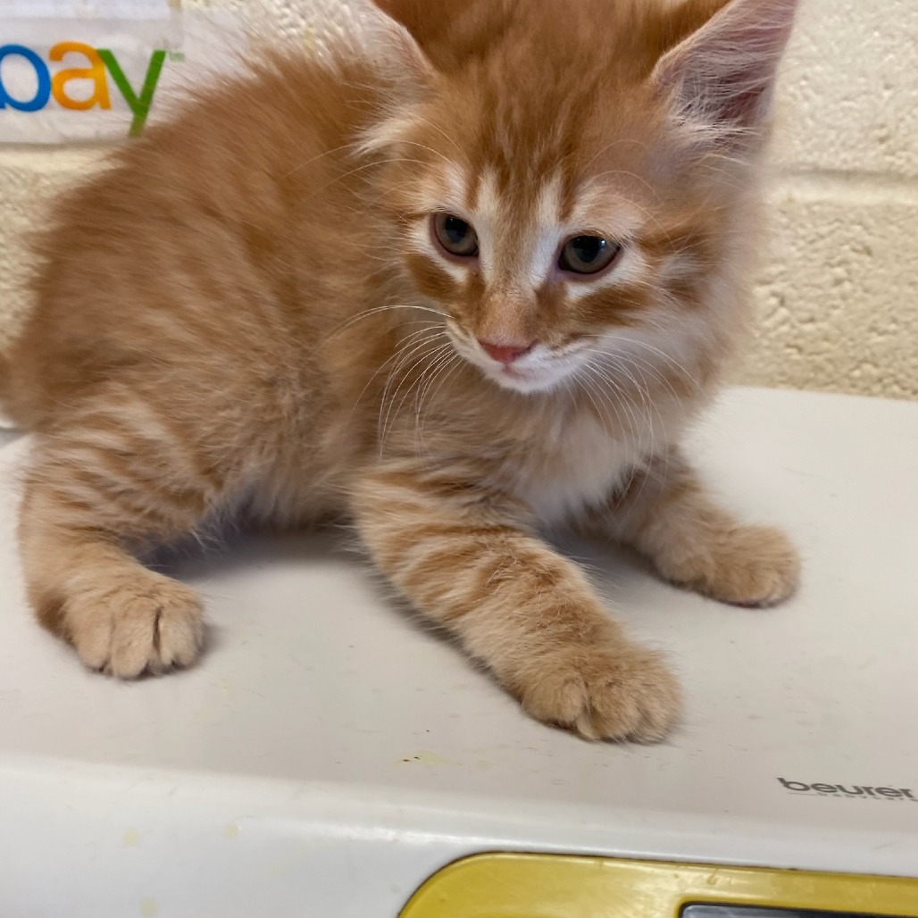 Shelter Stray Male Cat last seen , Memphis, TN 38133