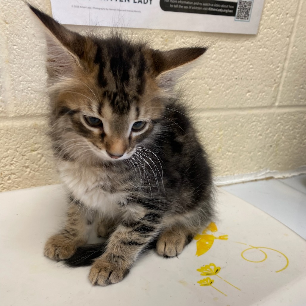 Shelter Stray Female Cat last seen , Memphis, TN 38133