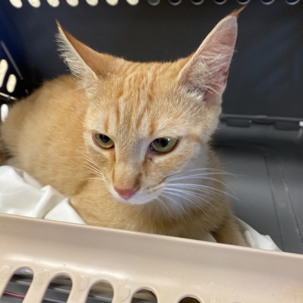 Shelter Stray Female Cat last seen , Memphis, TN 38133