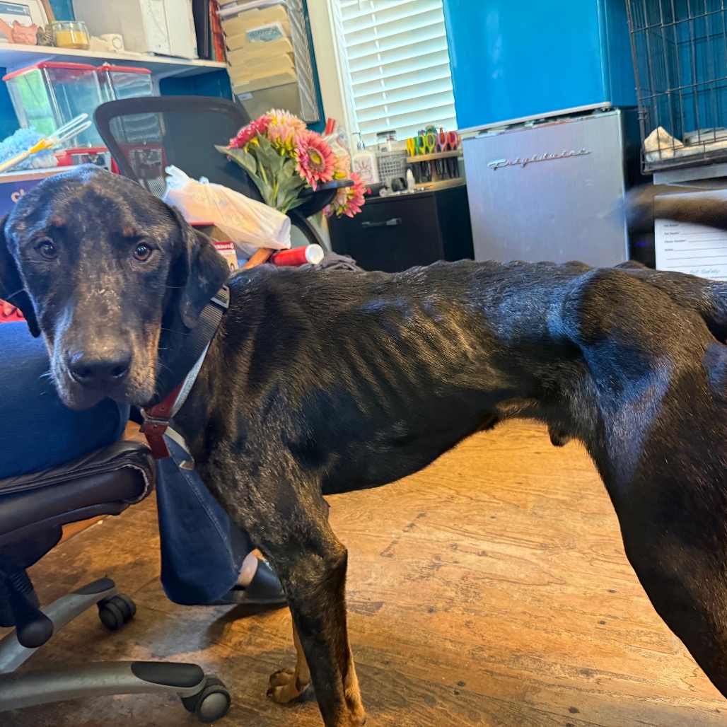 Shelter Stray Male Dog last seen , Amory, MS 38821