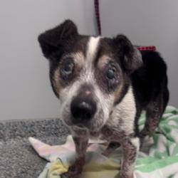 Shelter Stray Female Dog last seen , Greenville, SC 29609