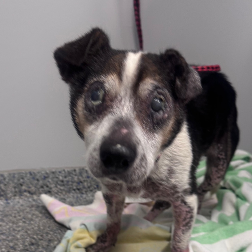 Shelter Stray Female Dog last seen , Greenville, SC 29609