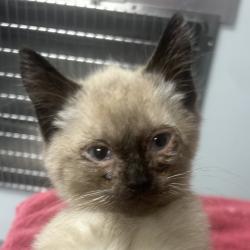 Shelter Stray Male Cat last seen , Greenville, SC 29609