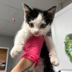 Shelter Stray Male Cat last seen , Greenville, SC 29609