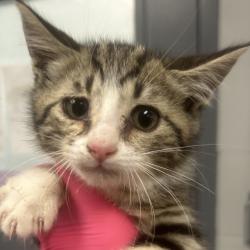 Shelter Stray Male Cat last seen , Greenville, SC 29609