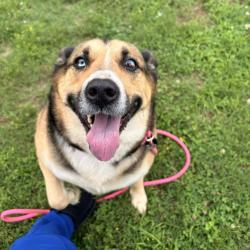 Shelter Stray Female Dog last seen , Greenville, SC 29609
