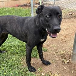 Shelter Stray Female Dog last seen , Greenville, SC 29609