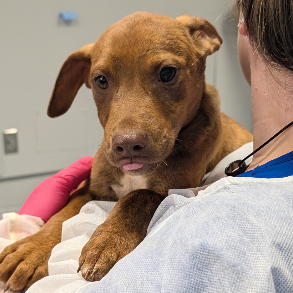Shelter Stray Male Dog last seen , Greenville, SC 29609