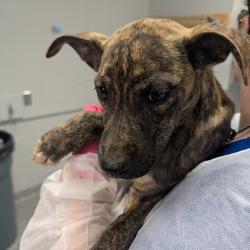 Shelter Stray Female Dog last seen , Greenville, SC 29609