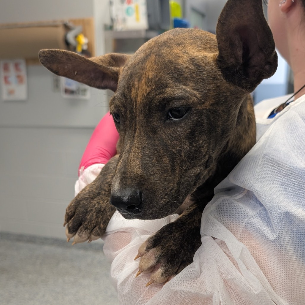 Shelter Stray Female Dog last seen , Greenville, SC 29609