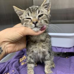 Shelter Stray Male Cat last seen , Morganton, NC 28655
