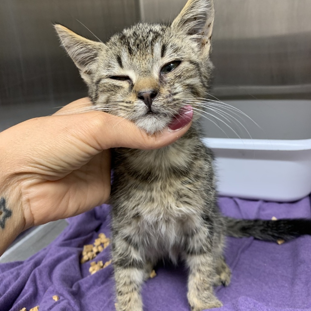 Shelter Stray Male Cat last seen , Morganton, NC 28655