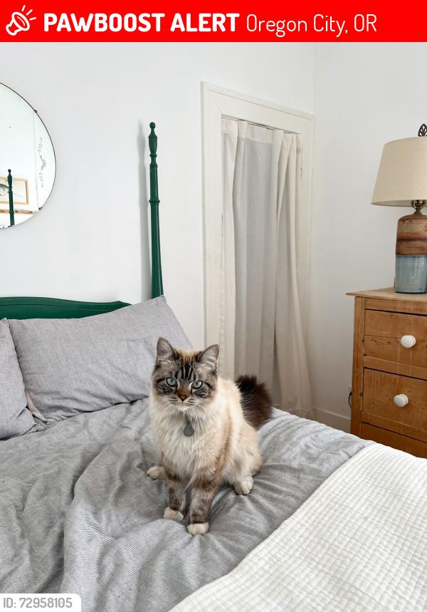 Lost Male Cat last seen JQ Adams st , Oregon City, OR 97045