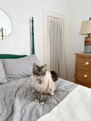 Lost Male Cat last seen JQ Adams st , Oregon City, OR 97045
