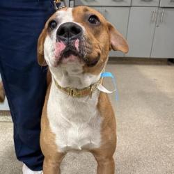 Shelter Stray Male Dog last seen , Jacksonville, FL 32216