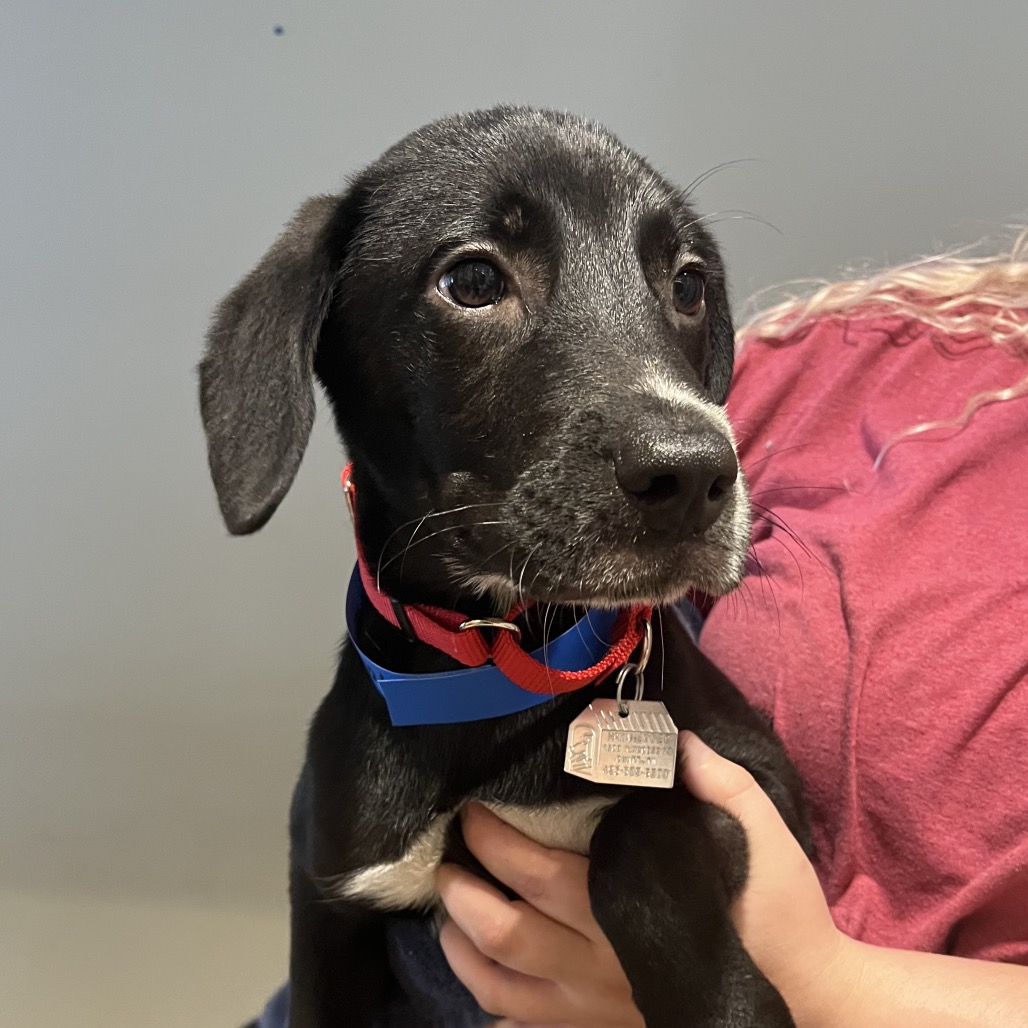Shelter Stray Male Dog last seen , Red Bank, TN 37415