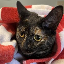 Shelter Stray Female Cat last seen , Oak Park, IL 60304
