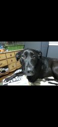 Lost Female Dog last seen Jamerson road near Kell high school , Jamerson Rd, GA 30066