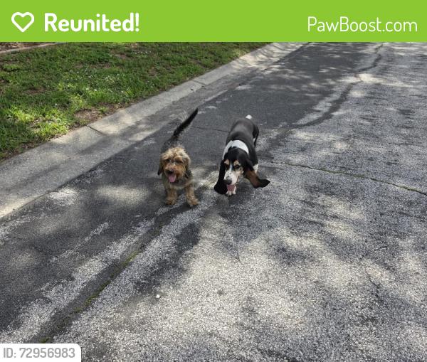 Reunited Male Dog last seen Lakeview drive 33618, Tampa, FL 33618