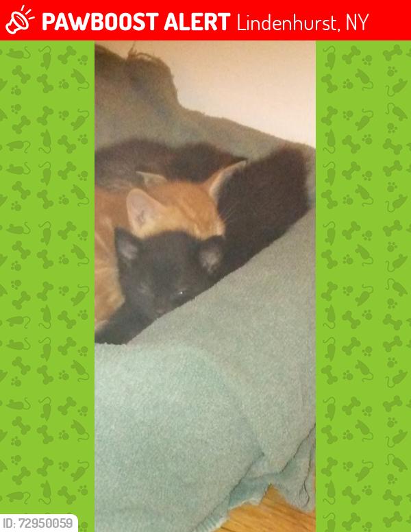 Lost Male Cat last seen Normandy Gardens apmts , Lindenhurst, NY 11757