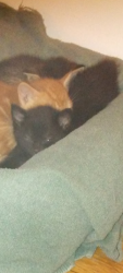 Lost Male Cat last seen Normandy Gardens apmts , Lindenhurst, NY 11757