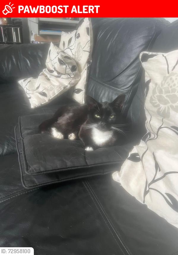 Lost Female Cat last seen Long Lane, Greater London, England N2 8JX