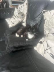 Lost Female Cat last seen Long Lane, Greater London, England N2 8JX