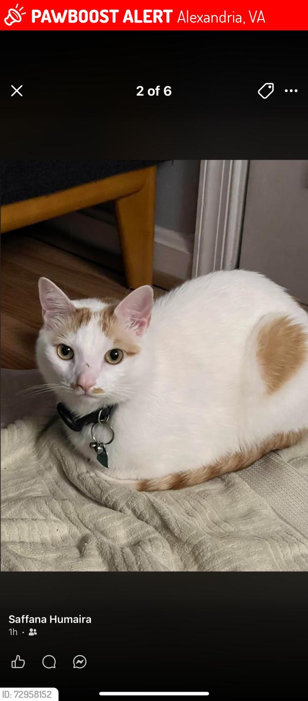 Lost Male Cat last seen Lincolnia , Alexandria, VA 22312
