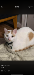 Lost Male Cat last seen Lincolnia , Alexandria, VA 22312