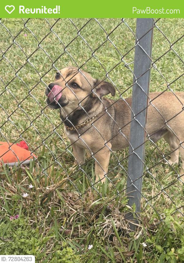 Reunited Male Dog last seen Near College Dr , Texarkana, TX 75503