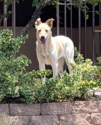 Found/Stray Unknown Dog last seen Lona Ln and Spain, Albuquerque, NM 87111