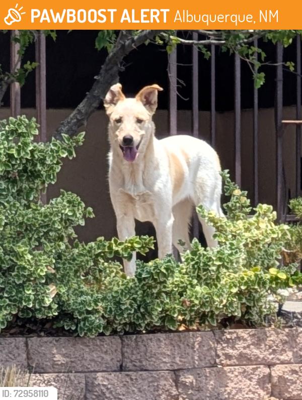 Found/Stray Unknown Dog last seen Lona Ln and Spain, Albuquerque, NM 87111