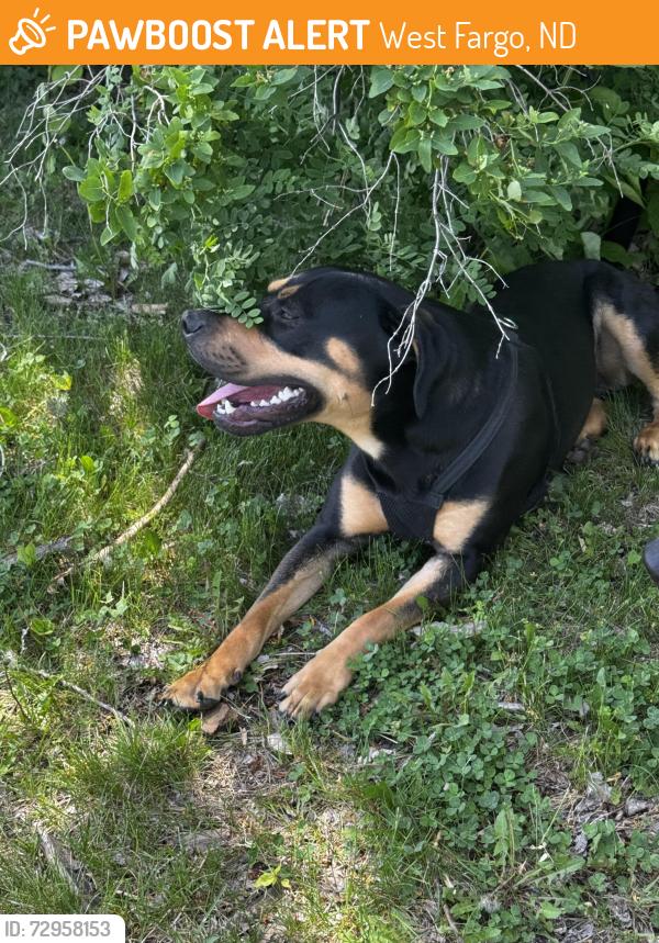 Found/Stray Male Dog last seen Elmwood Park, West Fargo, ND 58078