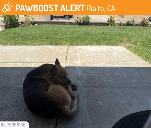 Found/Stray Male Dog last seen Sandalwood and Pinedale Ave, Rialto, CA 92376