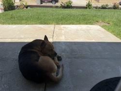 Found/Stray Male Dog last seen Sandalwood and Pinedale Ave, Rialto, CA 92376